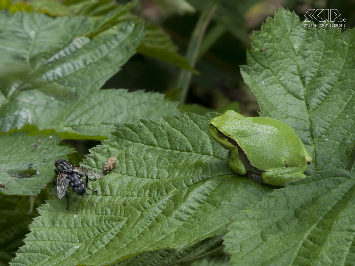 Boomkikkers Foto's van enkele boomkikkers (Hyla arborea) in een natuurgebied in Nederlands Limburg. De kikkertjes zijn maar 3 tot 4 centimeter groot.  Stefan Cruysberghs